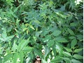 Azidarachta indica - neem, nimba, indický šeřík, zederach indický