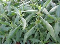Hygrophila spinosa - gokanta, gokulakanta, neeramuliya, talmakhana