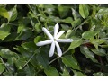 Jasminum angustifolium - jasmín úzkolistý