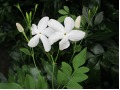 Jasminum grandiflorum - čínský čajový jasmín, královský jasmín, katalánský jasmín