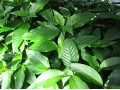 Justicia adhatoda - právenka, Malabar nut, vasa, athatoda, or vasaka