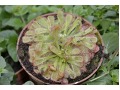 Drosera spathulata - rosnatka