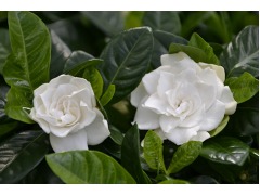 Gardenia jasminoides - gardénie značka zahradnictví