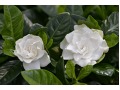 Gardenia jasminoides - gardénie