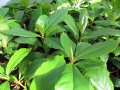 Terminalia catappa - vrcholák pravý, mandlovník mořský