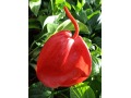 Anthurium scherzerianum - toulitka 