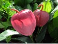 Anthurium scherzerianum - toulitka 