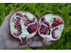 Punica granatum - granátové jablko velkoplodé, marhaník granátový značka zahradnictví