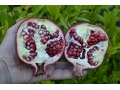 Punica granatum - granátové jablko velkoplodé, marhaník granátový