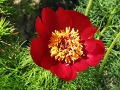 Paeonia tenuifolia - pivoňka úzkolistá, pivoňka koprolistá