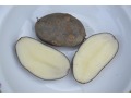 Solanum tuberosum 