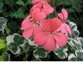 Pelargonium 