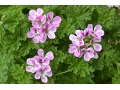 Pelargonium species 