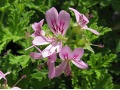 Pelargonium graveolens Little Gem 