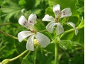 Pelargonium odoratissimum - muškát, pelargonie vonná