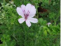 Pelargonium crispum 