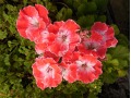 Pelargonium 