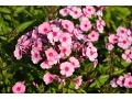 Phlox paniculata 
