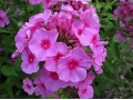 Phlox paniculata 
