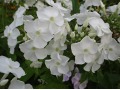 Phlox paniculata 