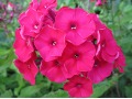 Phlox paniculata 