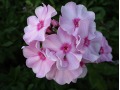 Phlox paniculata 