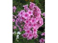Phlox paniculata 