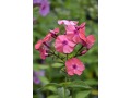 Phlox paniculata 
