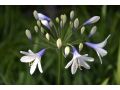 Agapanthus 