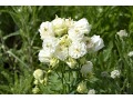 Aquilegia vulgaris  