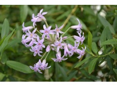 Tulbaghia fragrans - tulbaghia, divoký, pokojový česnek značka zahradnictví
