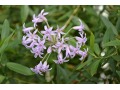 Tulbaghia fragrans - tulbaghia, divoký, pokojový česnek