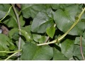 Anredera cordifolia ( syn. Boussingaultia baselloides ) - madeirské víno
