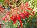 Salvia 