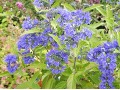 Caryopteris x clandonensis 