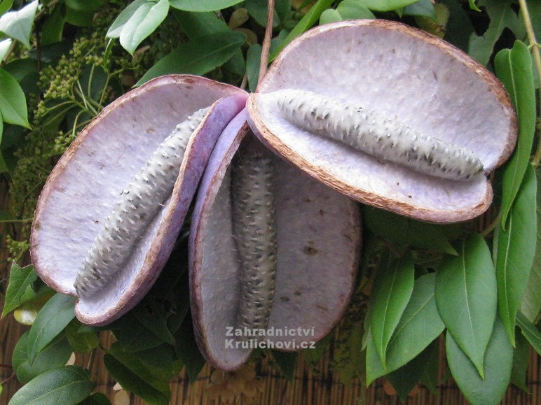 Akebie Peticetna Prodej (Akebie pětilistá, Akebia quinata) Akebie Peticetna Prodej