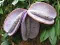 Akebia quinata - akébie pětičetná, čokoládové víno