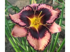 Hemerocallis 
