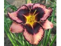 Hemerocallis 