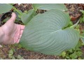 Hosta 