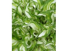 Hosta 