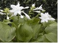 Hosta 