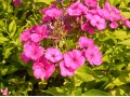 Phlox paniculata 