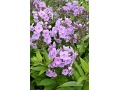 Phlox paniculata 