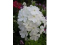 Phlox paniculata 