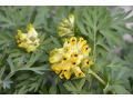 Corydalis nobilis - sibiřská dymnivka