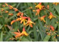 Crocosmia 