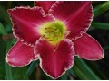 Hemerocallis 