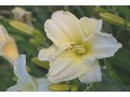 Hemerocallis 