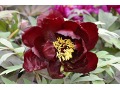 Paeonia suffruticosa 